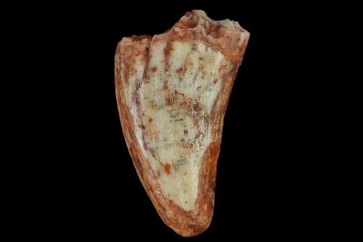 Fossil Phytosaur Tooth - New Mexico #133312